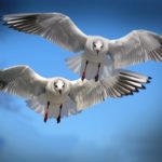 gulls-birds-fly-water-bird-37857