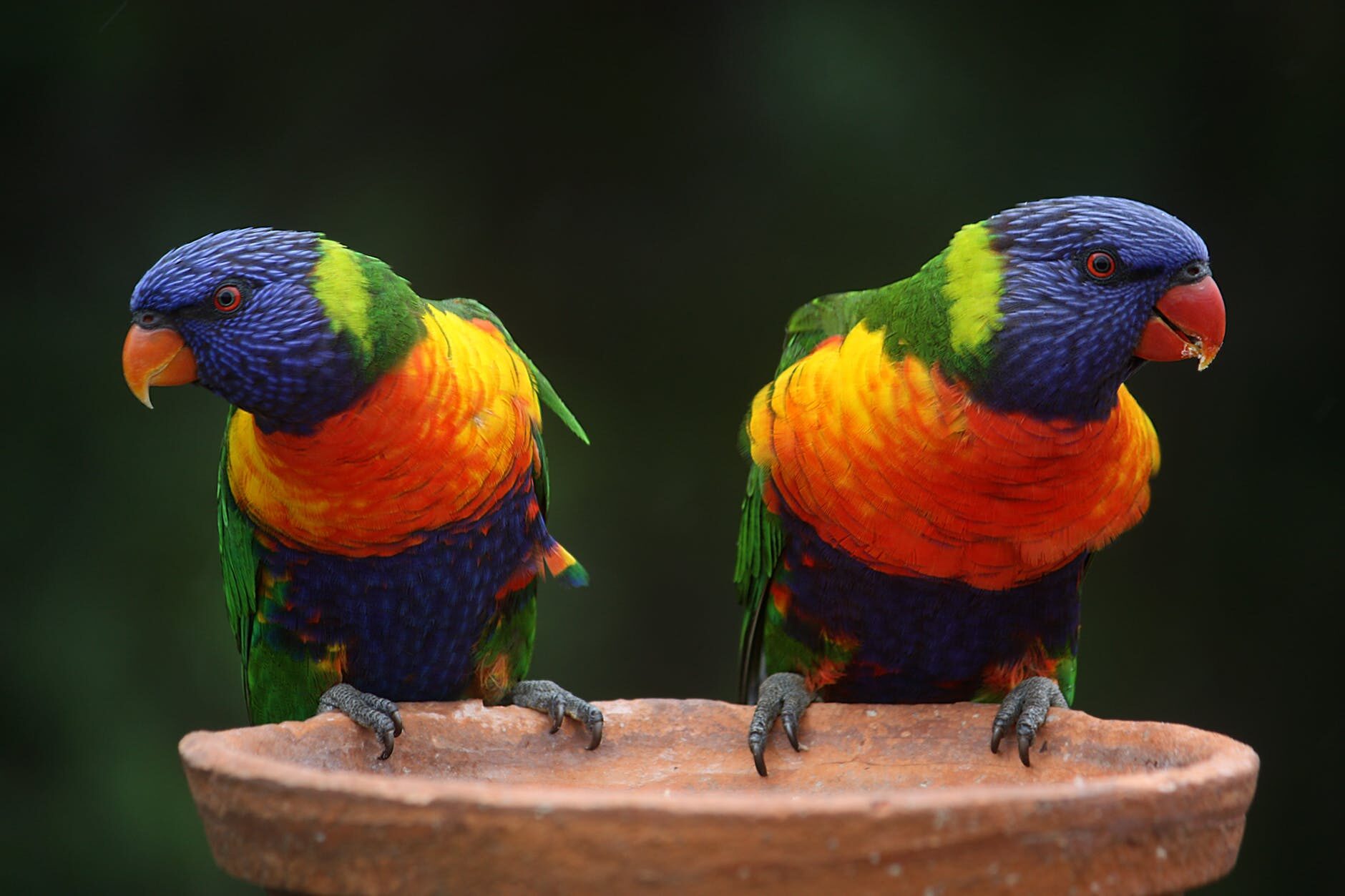 rainbow-lorikeet-parrots-australia-rainbow-37833