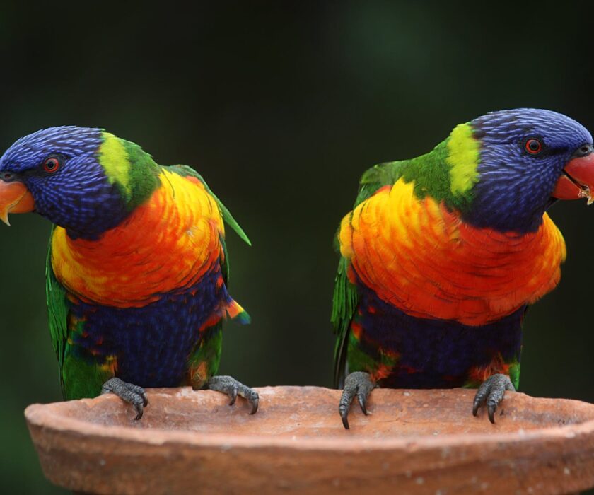 rainbow-lorikeet-parrots-australia-rainbow-37833