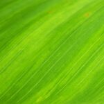 green-leaf-natural-wallpaper-royalty-free-66869